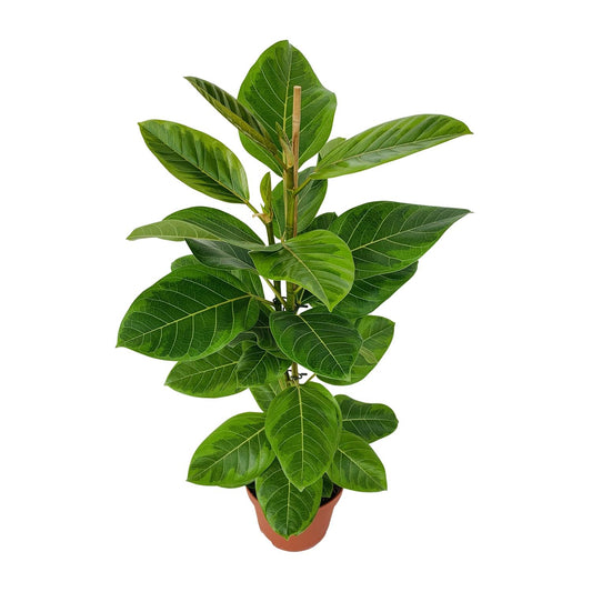 Ficus Benghalensis Roy Ø21cm - ↕85cm von Pflanzfix24