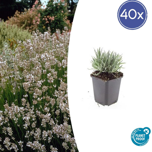 40x Lavandula int. 'Edelweiss' - Pflanzfix24