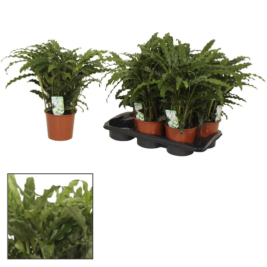 Calathea Bluegrass – 65 cm – Ø17cm – pflanzfix24