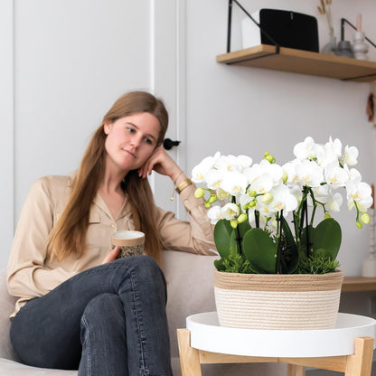 Kolibri Orchideen Amabilis Set Weiß Baumwollkorb mit Wassertank – Pflanzfix24.de - Pflanzfix24.de