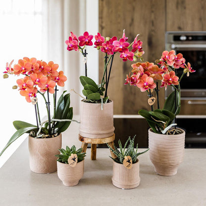 Rote Orchidee Congo im Bali-Topf Sand – Pflanzfix24.de - Pflanzfix24.de