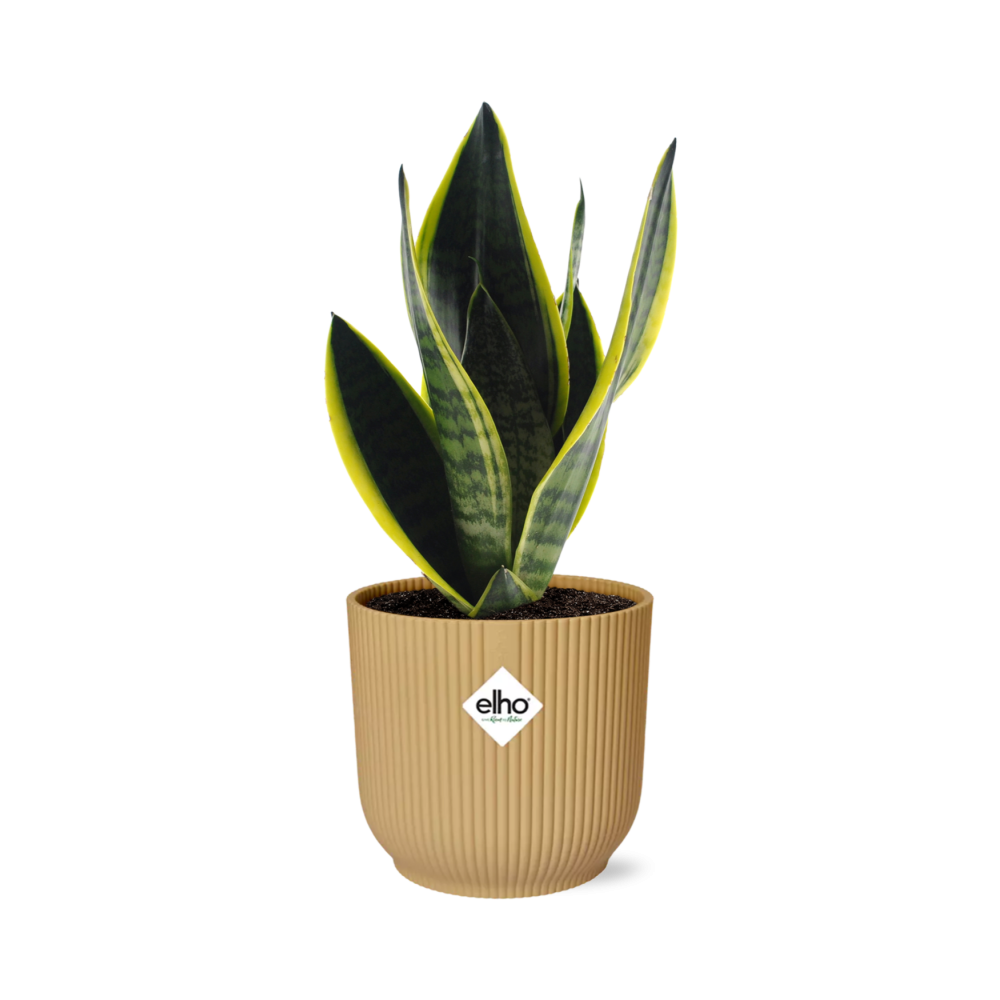 Sansevieria Futura Superba Ø14cm gelb – Schwiegermutterzunge | Pflanzfix24