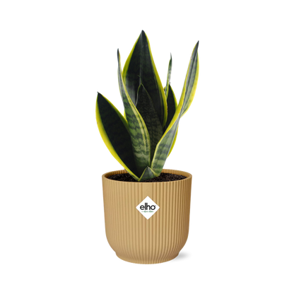 Sansevieria Futura Superba Ø14cm gelb – Schwiegermutterzunge | Pflanzfix24
