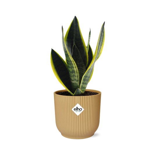 Sansevieria Futura Superba Ø14cm gelb – Schwiegermutterzunge | Pflanzfix24