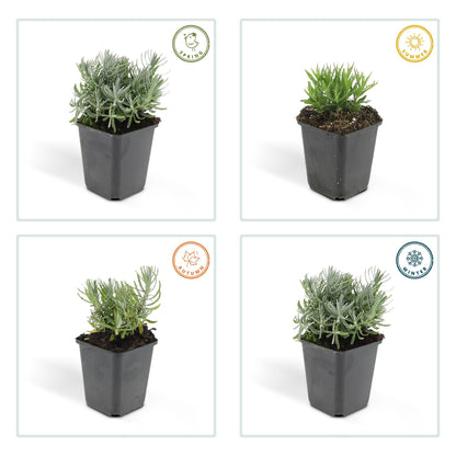 12x Lavandula 'Hidcote' – Blühender Lavendel | Pflanzfix24.de - Pflanzfix24.de