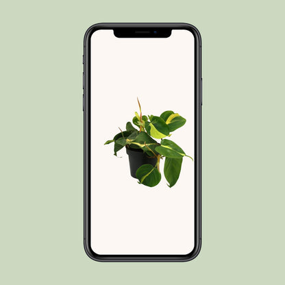 Lophospermum Brasil Scandens Ø12cm - pflanzfix24