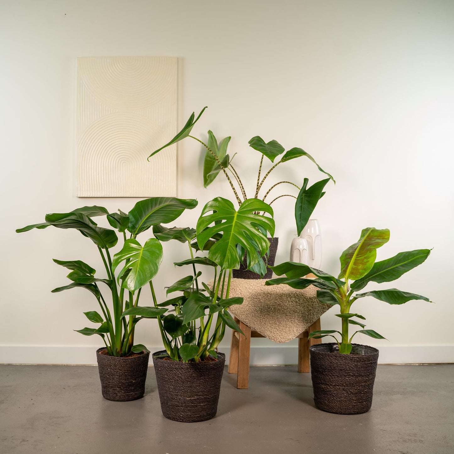 Tropisches Zimmerpflanzen-Set - Monstera, Alocasia, Strelitzia, Musa - Ø21cm/Ø19cm - ↕75cm/↕85cm - Pflanzfix24