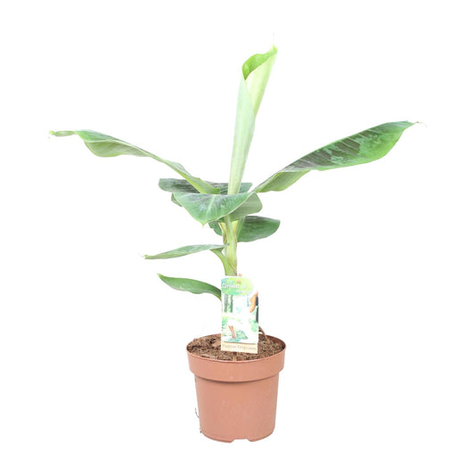 Musa Dwarf Cavendish - Ø17cm - ↕60cm - Pflanzfix24