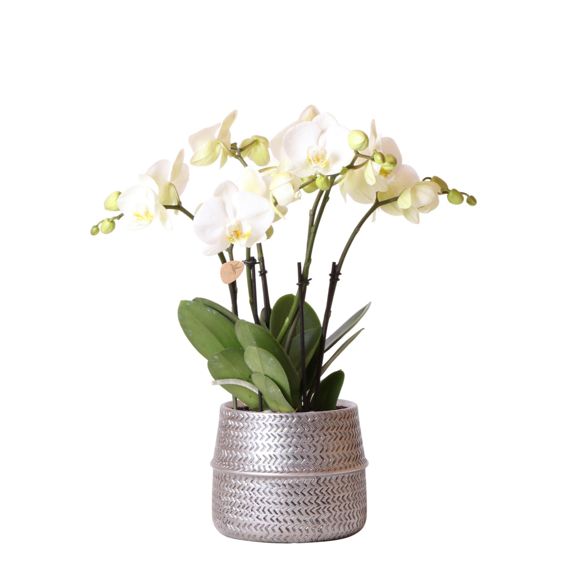 Phalaenopsis Gent Orchidee Weiß im Silbertopf – Pflanzfix24.de - Pflanzfix24.de