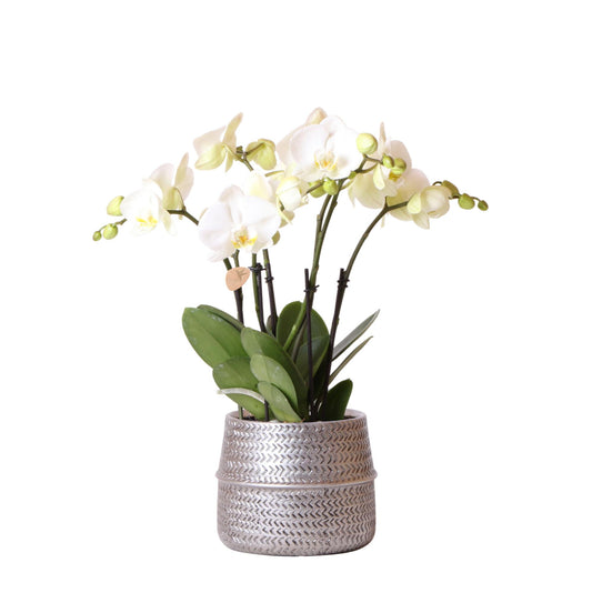 Phalaenopsis Gent Orchidee Weiß im Silbertopf – Pflanzfix24.de - Pflanzfix24.de
