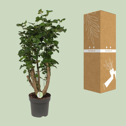 Polyscias Lemon - Ø24cm - ↕95cm - Pflanzfix24