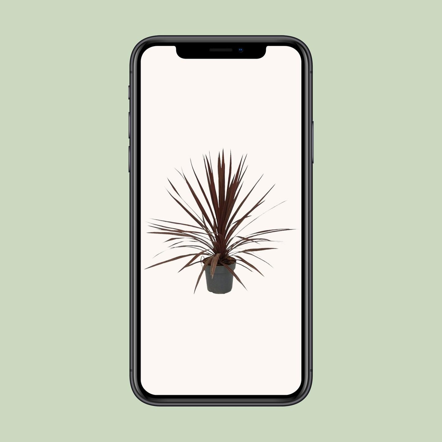Cordyline Australis Red Star - Ø20cm - ↕80cm - Pflanzfix24