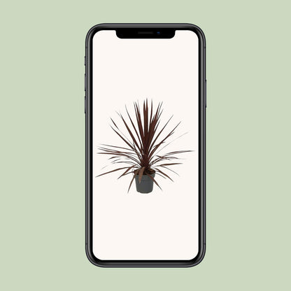 Cordyline Australis Red Star - Ø20cm - ↕80cm - Pflanzfix24