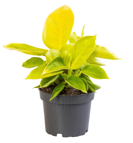 Philodendron Moonshine - Ø12 ↕30 - Pflanzfix24
