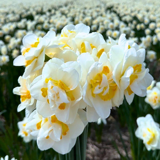 Blumenzwiebeln Narzisse 'Salou' - 10 Stück - Größe 12/14 - Pflanzfix24
