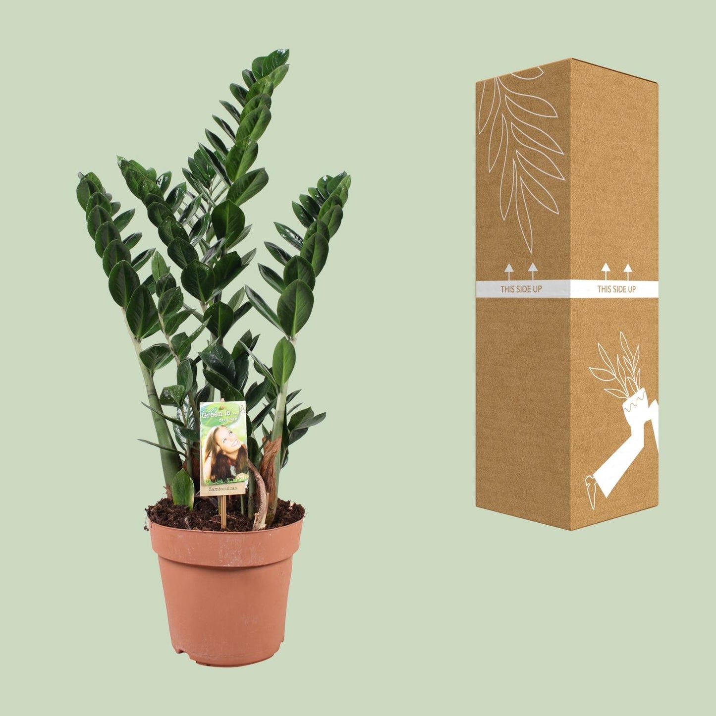 Zamioculcas - Ø21cm - ↕80cm - Pflanzfix24