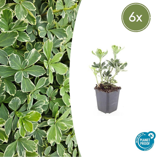 6x Pachysandra terminalis 'Variegata' - ↕10-25cm - Ø9cm - Pflanzfix24.de - Pflanzfix24.de