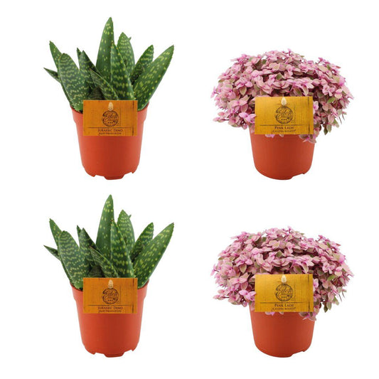 2x Aloe Paradisicum + 2x Callisia Rosato -4 stuks -Ø10.5cm - ↕10cm - Pflanzfix24