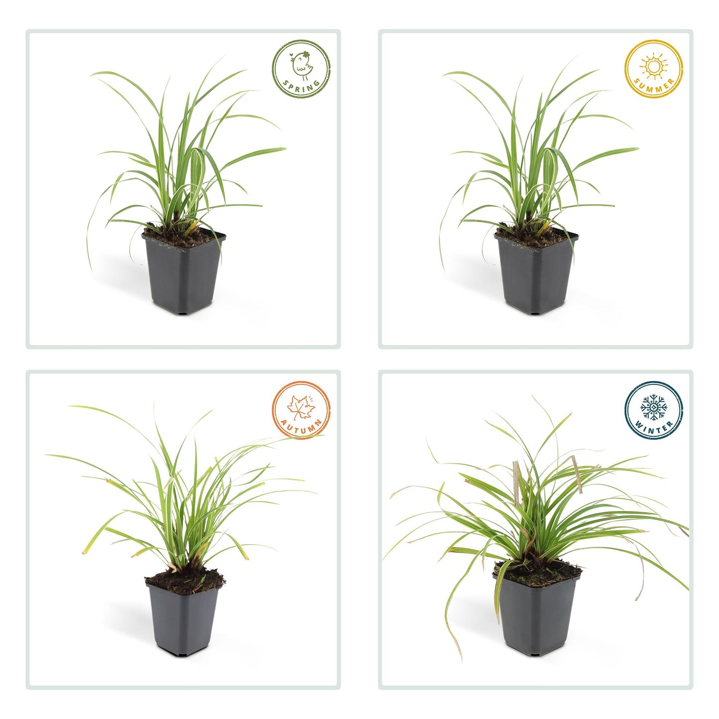 24x Carex morrowii 'Ice Dance' - Ziergras für Garten - Pflanzfix24