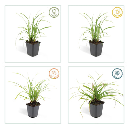 24x Carex morrowii 'Ice Dance' - Ziergras für Garten - Pflanzfix24