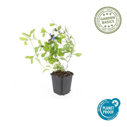 20x Ceratostigma plumbaginoides Bodendecker | Pflanzfix24.de - Pflanzfix24.de