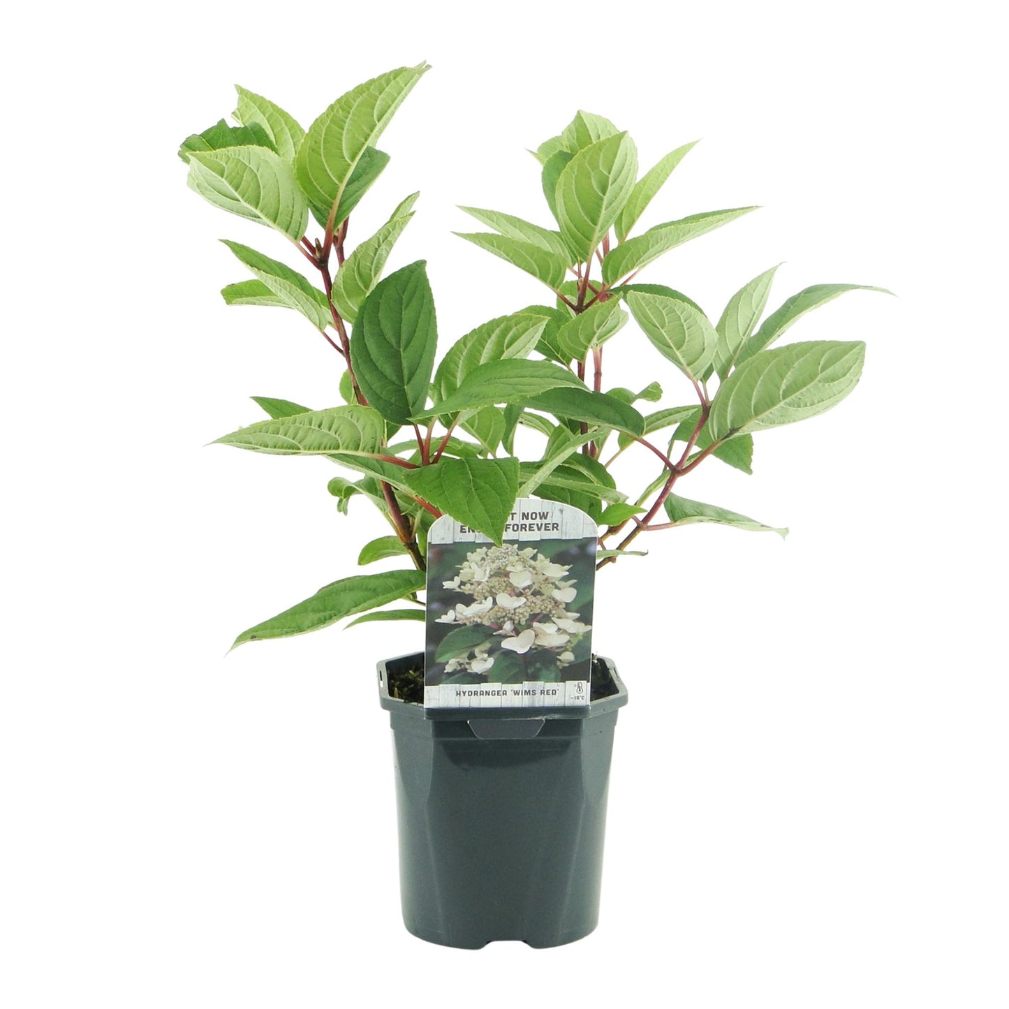 Pflanzfix24 - Rispenhortensie - Hydrangea panniculata Wims Red - 1 Pflanze - Laubabwerfend