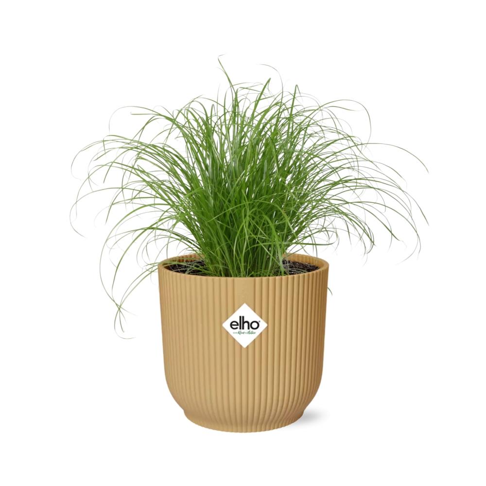 Cyperus Alternifolius Zumula in ELHO Vibes Fold 14cm geel bei Pflanzfix24
