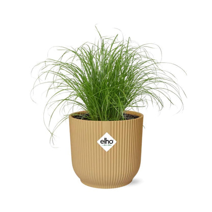 Cyperus Alternifolius Zumula in ELHO Vibes Fold 14cm geel bei Pflanzfix24