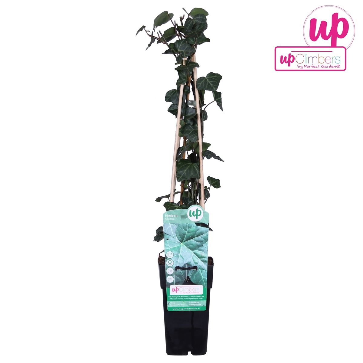 Hedera hibernica - Ø15cm - ↕65cm bei Pflanzfix24