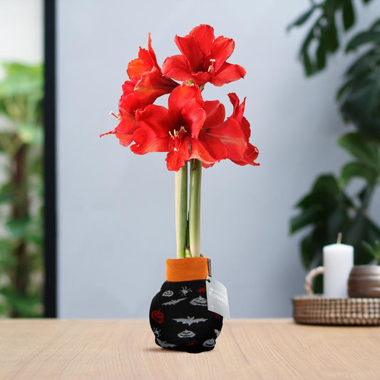 No Water Flowers® Fashionz Halloween - Black + Red flower - Pflanzfix24