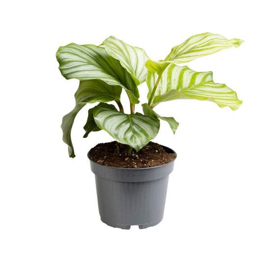Calathea Orbifolia - Ø12cm - ↕25cm - Pflanzfix24.de - Pflanzfix24.de