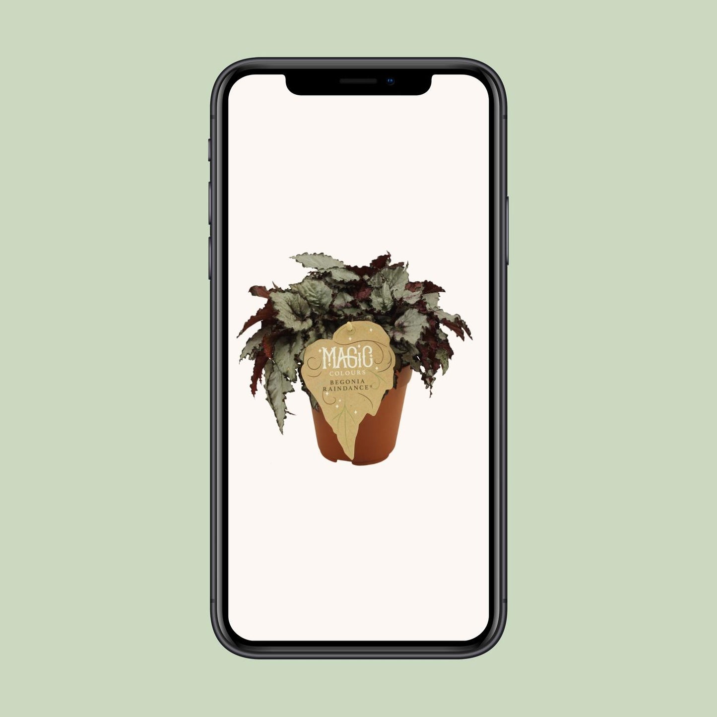 Begonia Rex Raindance - Ø12 ↕25 von Pflanzfix24