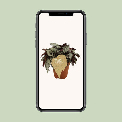 Begonia Rex Raindance - Ø12 ↕25 von Pflanzfix24