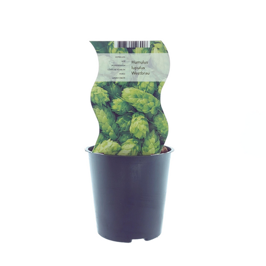 Humulus Westbrau (Hop) - Ø12cm - ↕30cm - Pflanzfix24