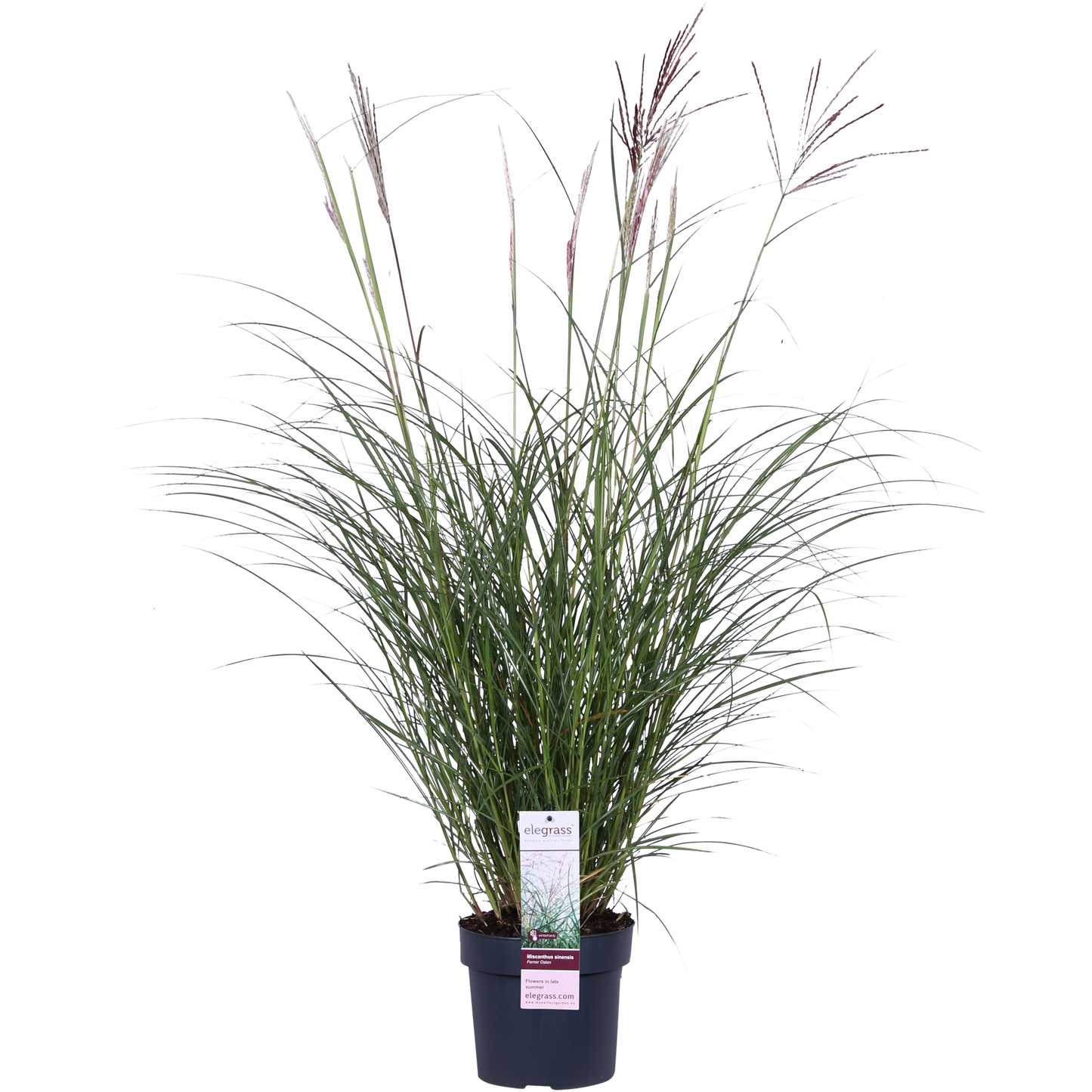 Miscanthus sinensis Ferner Osten - Ø19cm - ↕50cm - Pflanzfix24