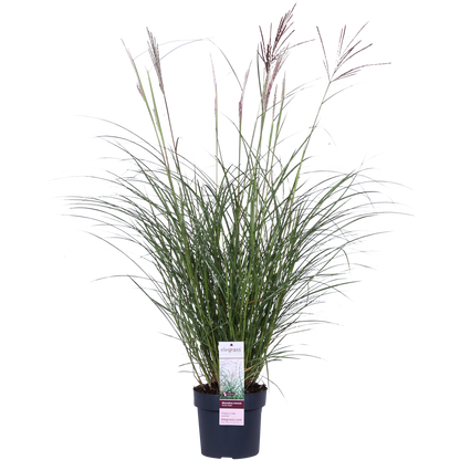 Miscanthus sinensis Ferner Osten - Ø19cm - ↕50cm - Pflanzfix24