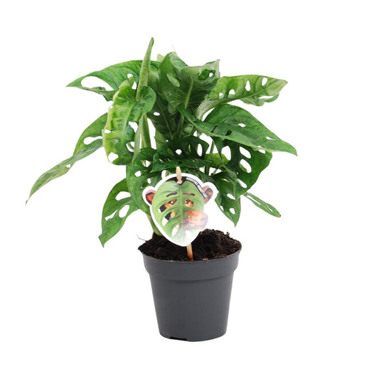 Monstera Monkey Leaf - Ø12cm - ↕30cm - Pflanzfix24