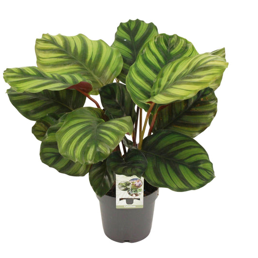Calathea Fasciata - Ø14cm - ↕50cm bei Pflanzfix24.de - Pflanzfix24.de