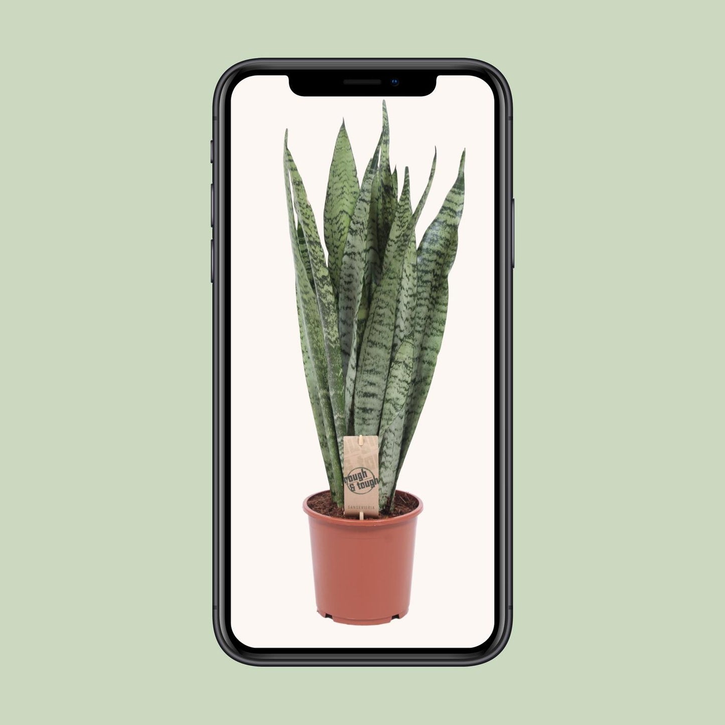 Sansevieria Zeylanica - Ø17cm - ↕70cm - Pflanzfix24
