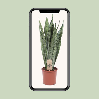 Sansevieria Zeylanica - Ø17cm - ↕70cm - Pflanzfix24
