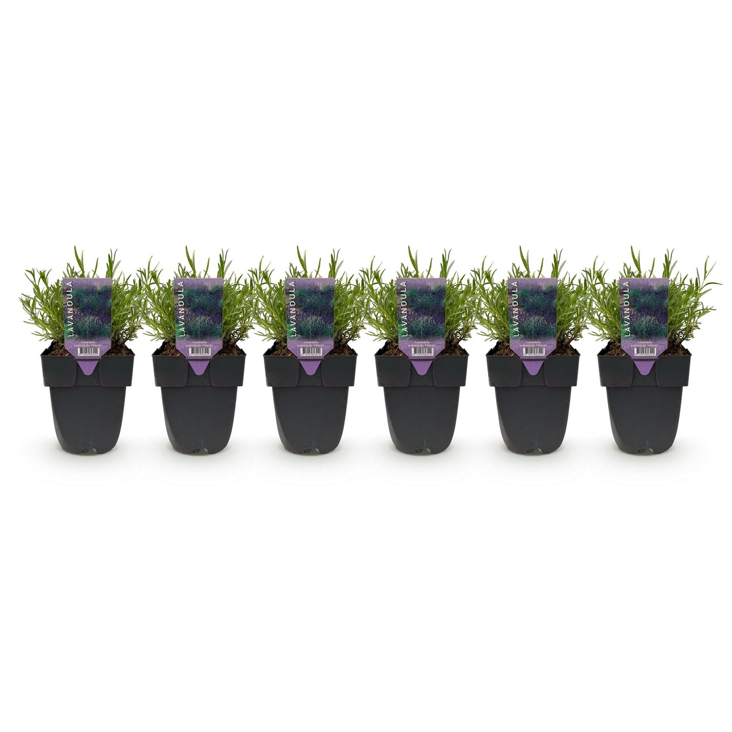 Heckenpflanzen - Lavandula angustifolia Hidcote - 6 Pflanzen - 1m - immergrün - Pflanzfix24.de - Pflanzfix24.de