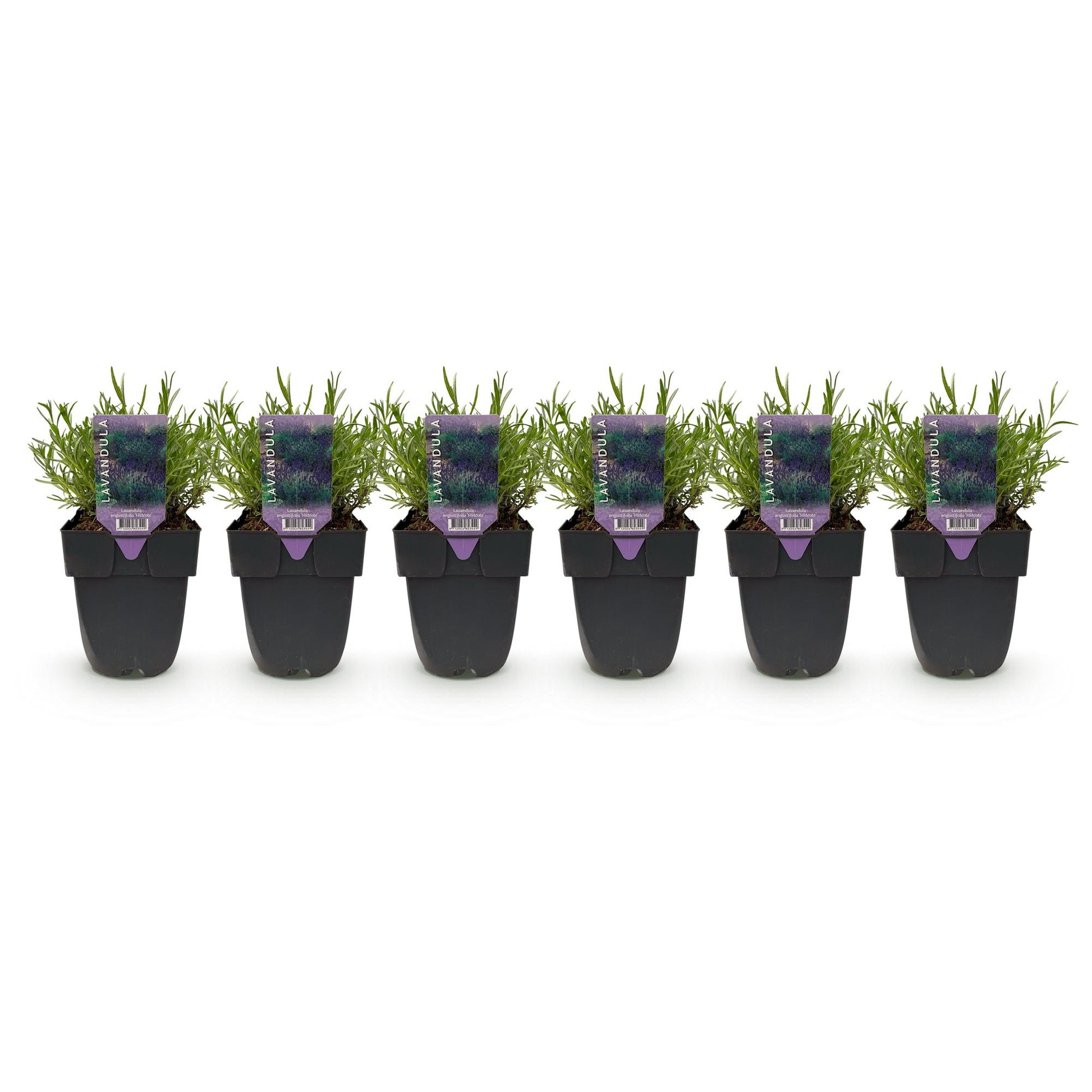 Heckenpflanzen - Lavandula angustifolia Hidcote - 6 Pflanzen - 1m - immergrün - Pflanzfix24.de - Pflanzfix24.de