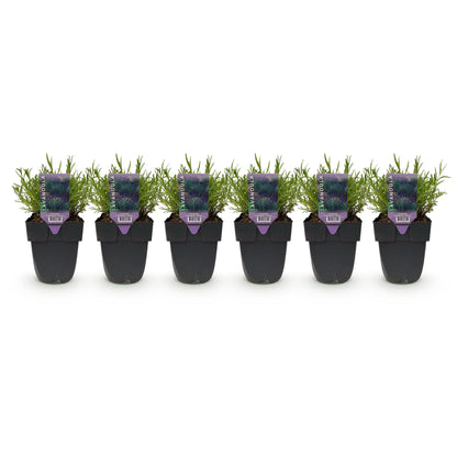 Heckenpflanzen - Lavandula angustifolia Hidcote - 6 Pflanzen - 1m - immergrün - Pflanzfix24.de - Pflanzfix24.de