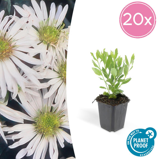 20x Aster ageratoides 'Ashvi' weiß Ø9cm Stauden – Pflanzfix24.de - Pflanzfix24.de