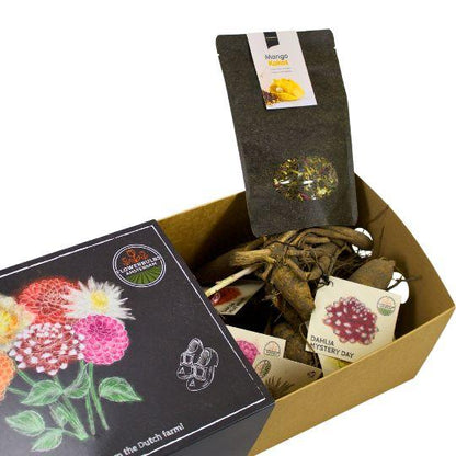 Dutch Dahlia Box L + Mango Kokos Thee Geschenkset - Pflanzfix24