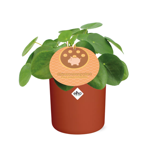 Pilea Peperomioides 12cm in ELHO b.for soft rond 14cm brique - Pflanzfix24