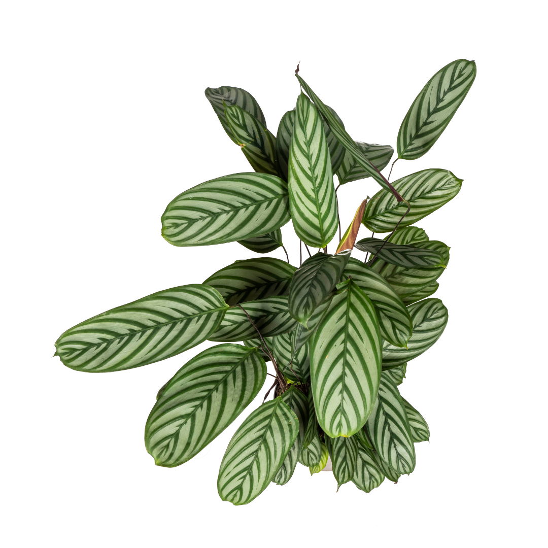 Calathea Oppenheimiana Ø24cm - ↕80 - 100cm - Pflanzfix24