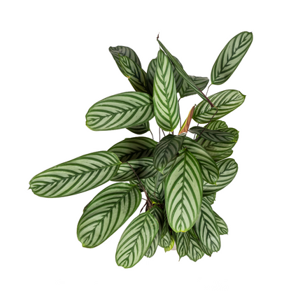 Calathea Oppenheimiana Ø24cm - ↕80 - 100cm - Pflanzfix24