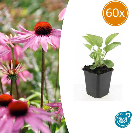 60x Echinacea purpurea 'Magnus' - 10-25cm - Ø9cm - Pflanzfix24.de - Pflanzfix24.de
