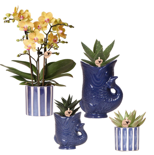 Kolibri Orchids Set | Orchidee Lima & Sukkulenten - Pflanzfix24